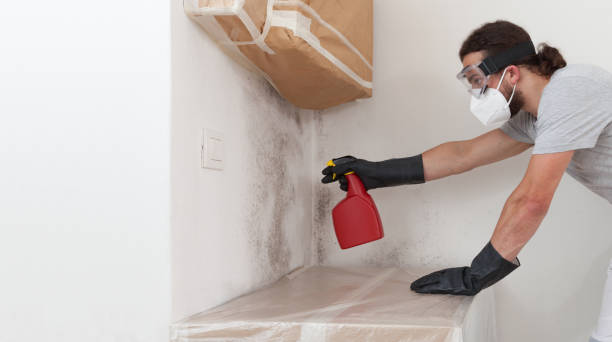 Professional Mold Removal technician working in Levering, MI
