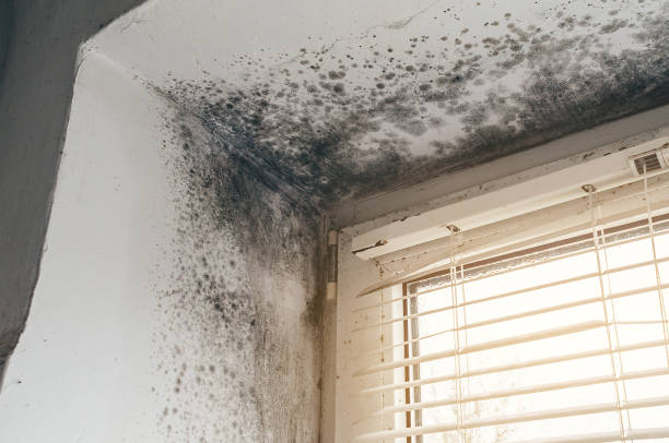Trusted Commercial Mold Remediation service in Levering, MI - Cheap Mold Removal