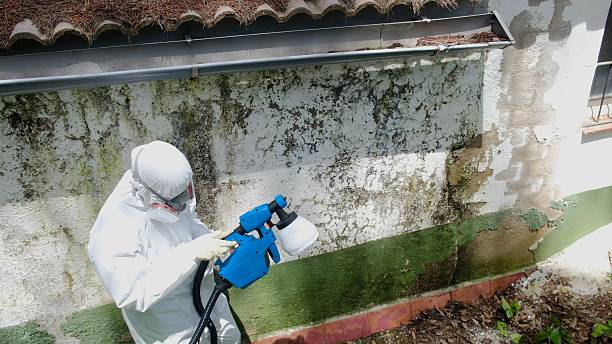 Trusted Mold Removal service in Levering, MI - Cheap Mold Removal